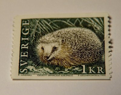 hedgehog  :o)