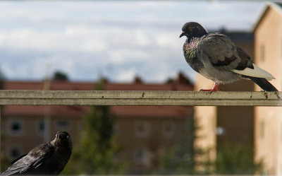 the_pigeon_and_the_jackdaw