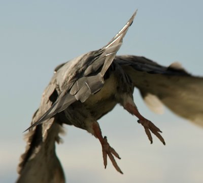 up and away!  :o)