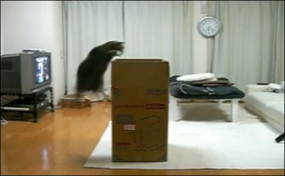 Maru :o)