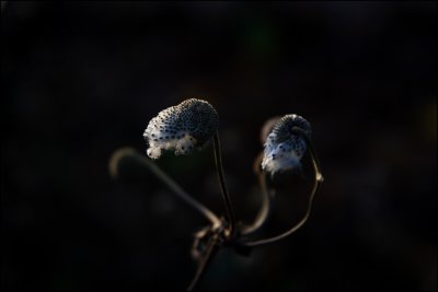 autumn flower