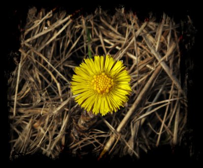 springflower