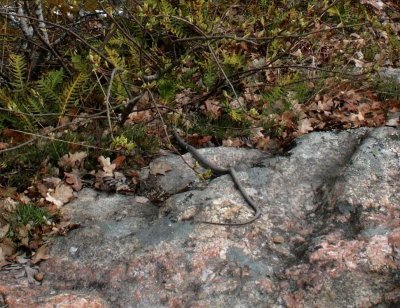 grass snake