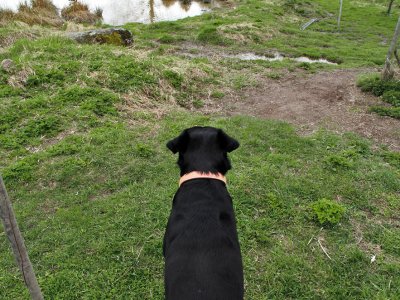 Rusk, the Labrador  :o)