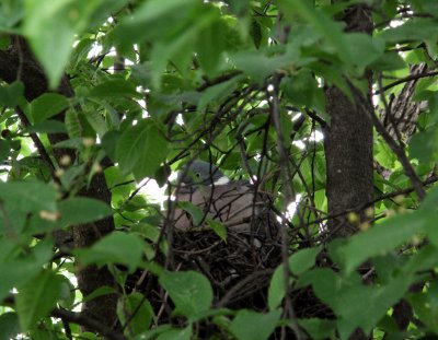 pigeon nesting