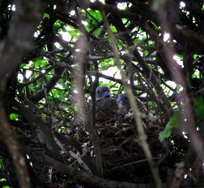 in another pigeon's nest :o)