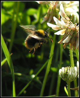 bumblebee in the clover forrest