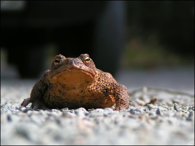 Bufo bufo