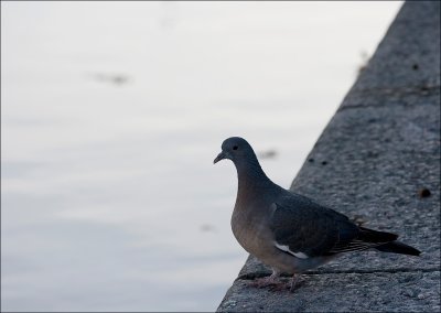 autumn pigeon