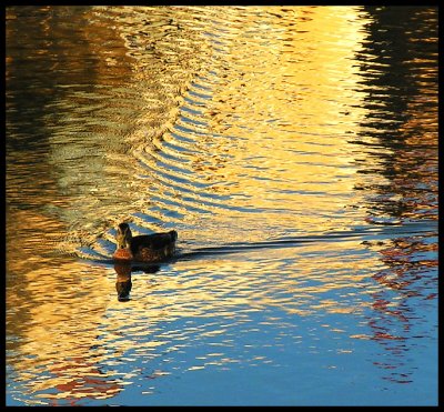 golden mallard