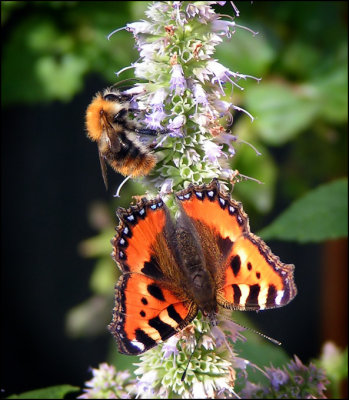 Honeybee meets Butterfly