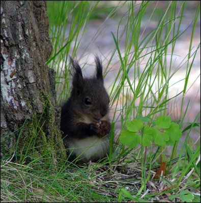  young squirrel munching on sunflower seeds  :o)