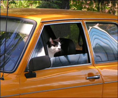 cat-car  