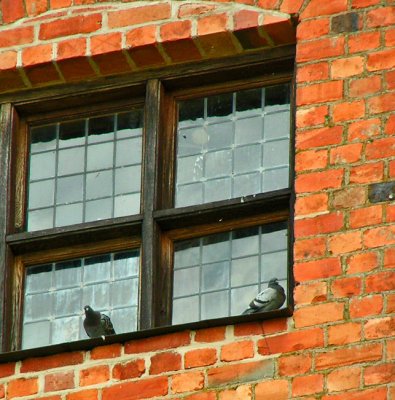 castle pigeons