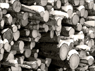 winter timber