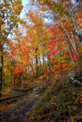 Georgia State Autumn