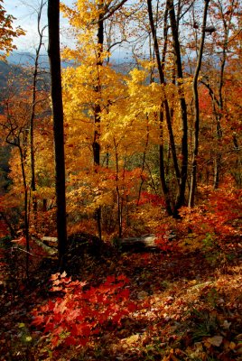 Georgia State Autumn