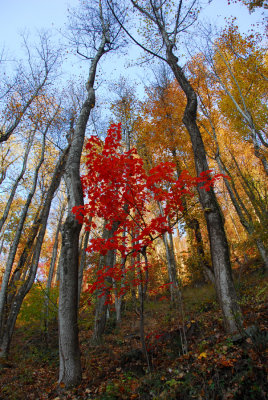 Georgia State Autumn