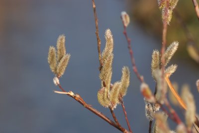 Neko-yanagi (Rosegold Pussy Willow.)