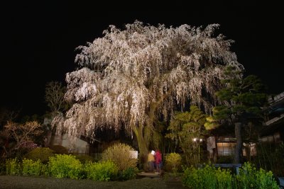 Sakura (Cherry)