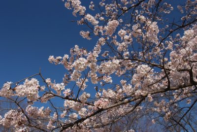 Sakura (Cherry)