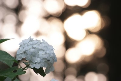 Ajisai (Hydrangea)