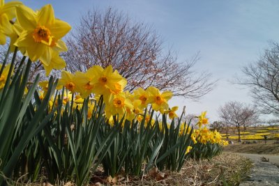 Suisen (Narcissus)