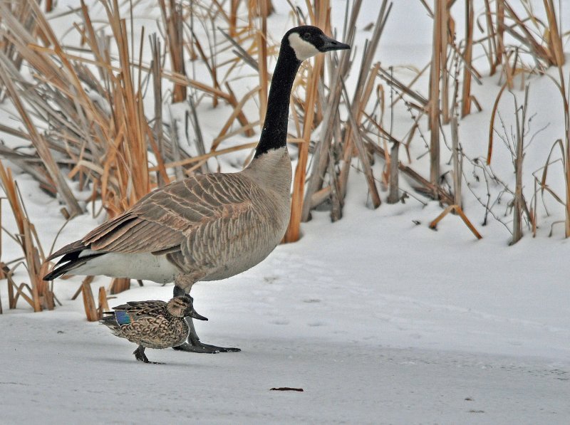 Green-winged Teal at the feet of a giant DSC_8261.JPG