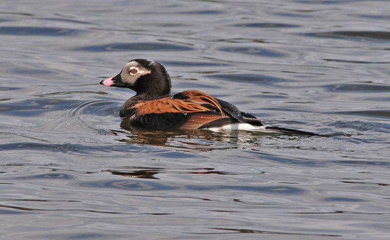 Long-tailed Duck (formerly Old Squaw) DSC_9500.JPG