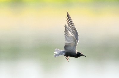 Black Tern DSC_4609.jpg