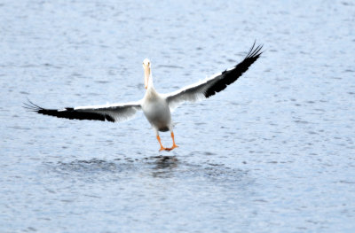 American White Pelican - Pelecanus erythrorhynchos