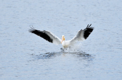 American White Pelican - Pelecanus erythrorhynchos