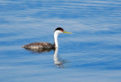 Western Grebe (Aechmophorus occidentalis)
