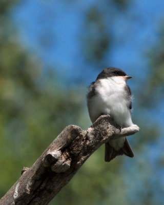 Tree Swallow - Tachycineta bicolor