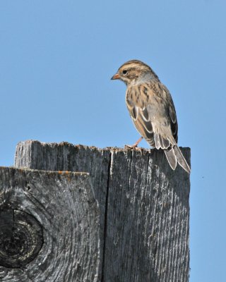 Clay-coloured Sparrow (Spizella pallida)