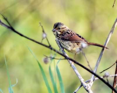 Swamp Sparrow (immat. to juv.)  DSC_5678.JPG