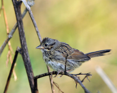 Swamp Sparrow (immat. to juv.)  DSC_5713.JPG