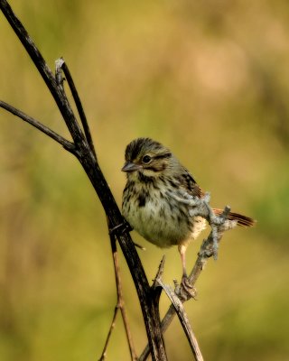 Swamp Sparrow (immat. to juv.)  DSC_5680.JPG