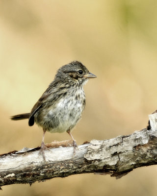 Swamp Sparrow (immat. to juv.) DSC_5715.JPG