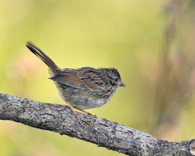 Swamp Sparrow (immat. to juv.) DSC_5720.JPG
