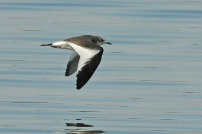 Sabine's Gull - Xema sabini