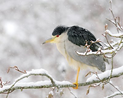 Black-crowned Night Heron (Nycticorax nycticorax)