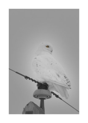 Snowy Owl (m.)