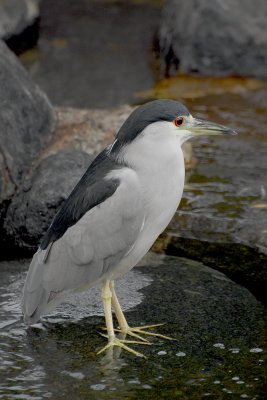 Black-crowned Night Heron (Nycticorax nycticorax)