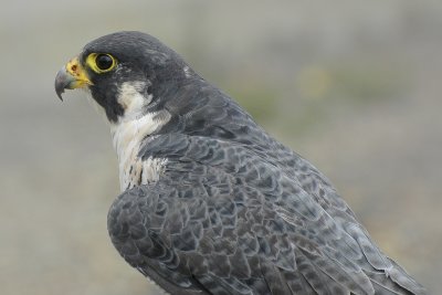 g3/84/837684/3/110186359.CHb9Kx4o.jpg