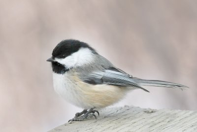 Chickadee_DSC_6197.jpg