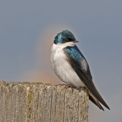 Tree Swallow (Tachycineta bicolor)