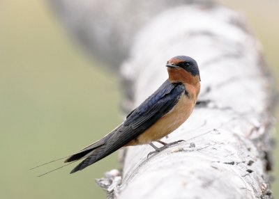 Barn Swallow (Hirundo rustica)