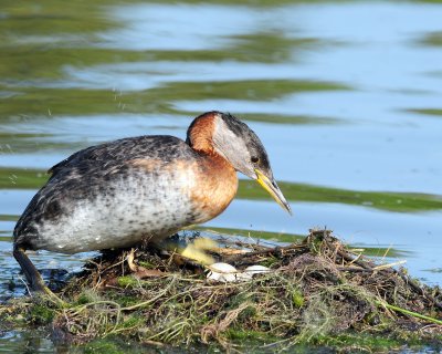Red-necked Grebe (Podiceps grisegena)