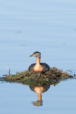 Red-necked Grebe (Podiceps grisegena)